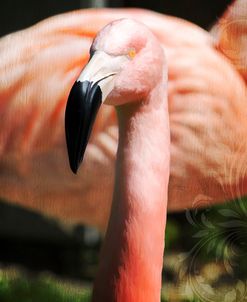 Pink Flamingo II