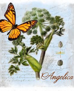 Angelica Herb