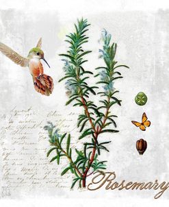 Botanical Garden Rosemary Herb