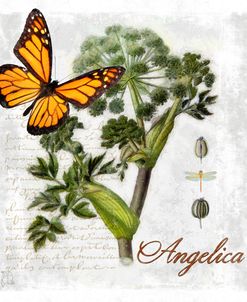 Botanical Gardern Angelica Herb