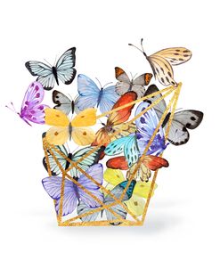 Butterfly Terrarium