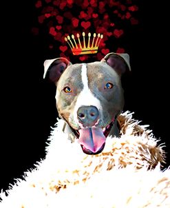Royal Love Pup – Pit Bull Terrier