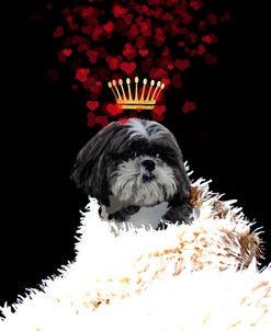 Royal Love Pup – Shi Tzu