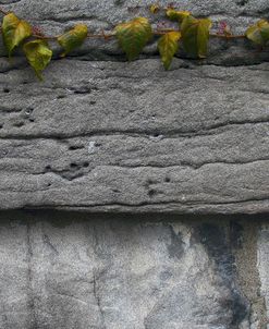 Old Montreal Ancient Wall and Ivy 2