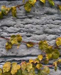 Old Montreal Ancient Wall and Ivy