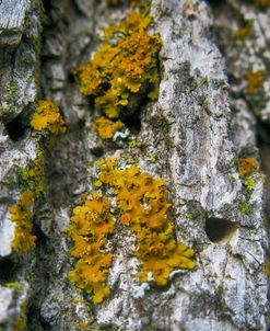 Ash Tree and Lichen