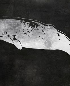 Sperm Whale