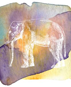 Color Spot Safari Animals Elephant
