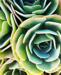 Succulent Rose