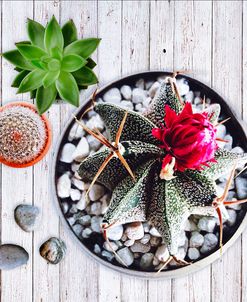 Two Succulents and A Cactus