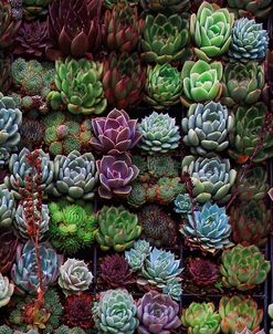 A Gathering Of Succulents 1