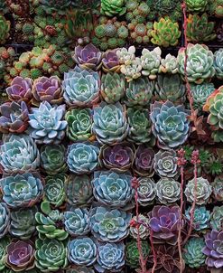 A Gathering Of Succulents 2