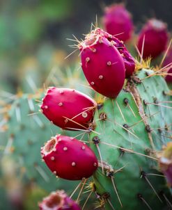 Prickly Pear Cactus