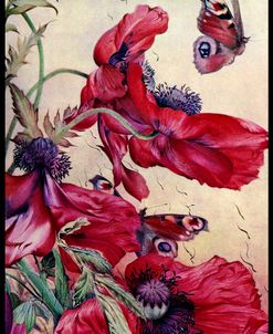 Poppy Nature Study 1917