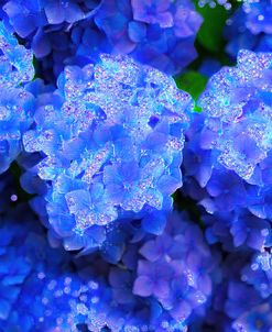 Crystal Blue Hydrangeas