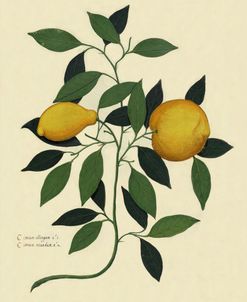 Italian Botanical Lemon Illustration 1650