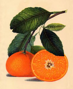 Satsuma Orange 1887