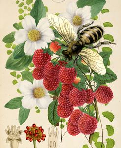 Bee Botanica II
