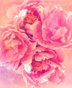 Peony Garden