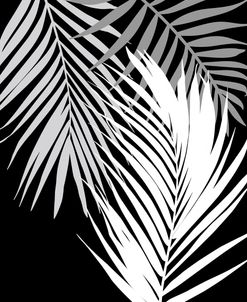 Tropics In Black And White II