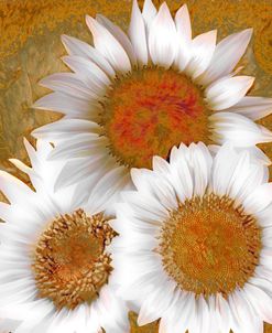 Sunflowers at Golden Hour