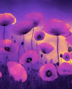 Poppies Dreaming At Dusk