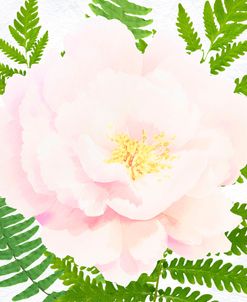 Fresh Peony II