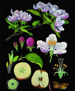 Apple Tree Antique Botanical Illustration