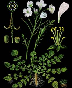 Cardamine Flower Antique Botanical Illustration