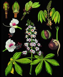 Horse Chestnut Antique Botanical Illustration