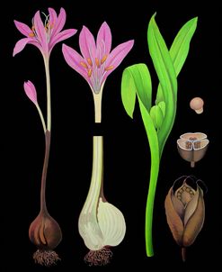 Meadow Saffron Antique Botanical Illustration