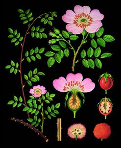 Wild Rose Antique Botanical Illustration