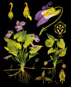 Wild Viola Antique Botanical Illustration
