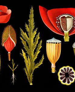 Poppy 1909