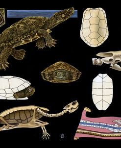 European Turtle 1910