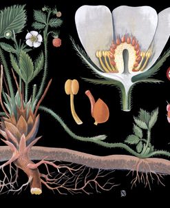 Wild Strawberries 1909