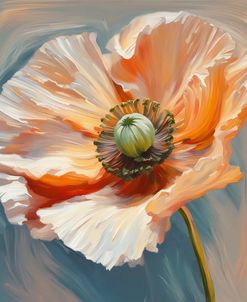 Icelandic Poppy At Sunset