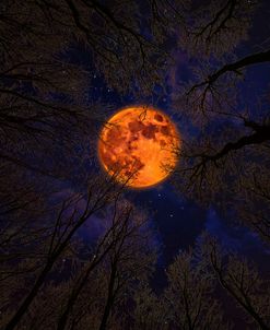 Under The Harvest Moon
