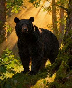 Lone Black Bear In The Forest