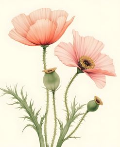 Botanical Vintage Style Iceland Poppy Deux