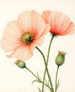Botanical Vintage Style Iceland Poppy