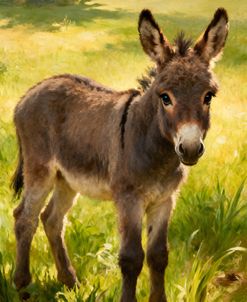 Baby Donkey On The Farm