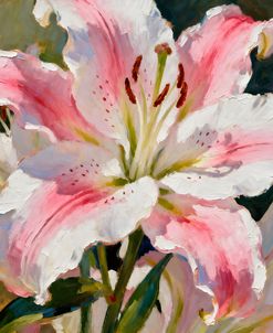 Stargazer Lily Soaking Up The Sun