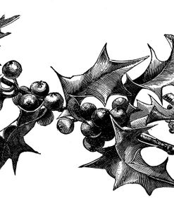 Holly Branch