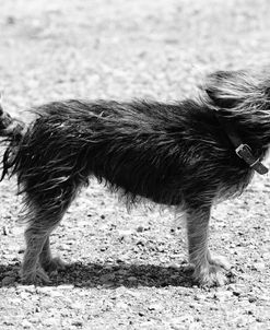 Lil Doggy