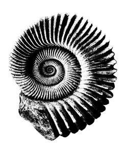 Spiral Shell