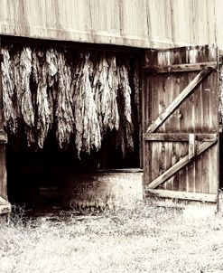 New Tobacco In The Barn