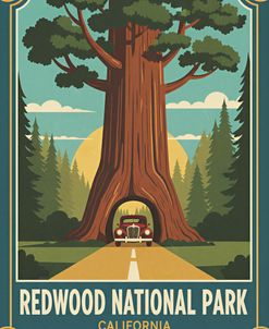 Redwood National Park 2