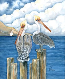 Pelicans Paradise