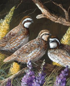 Bobwhite Trio 1